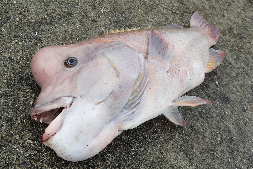 G WORLD 43　ヘチ釣りの名手・大田徹が巨大魚「コブダイ」に挑む