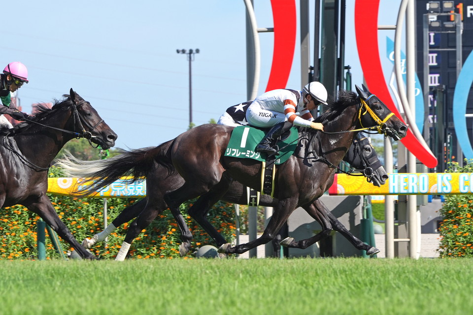 『中央競馬全レース中継／パドック中継』