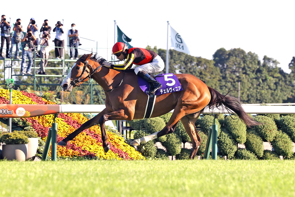 『中央競馬全レース中継／パドック中継』　
