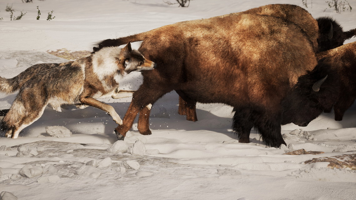 【ワイルド ネイチャー】特集:野生の捕食者たち
