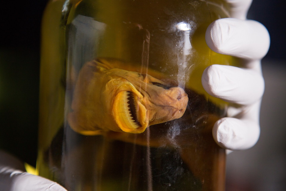 【ワイルド ネイチャー】特集:シャーク・バイト・ナイト