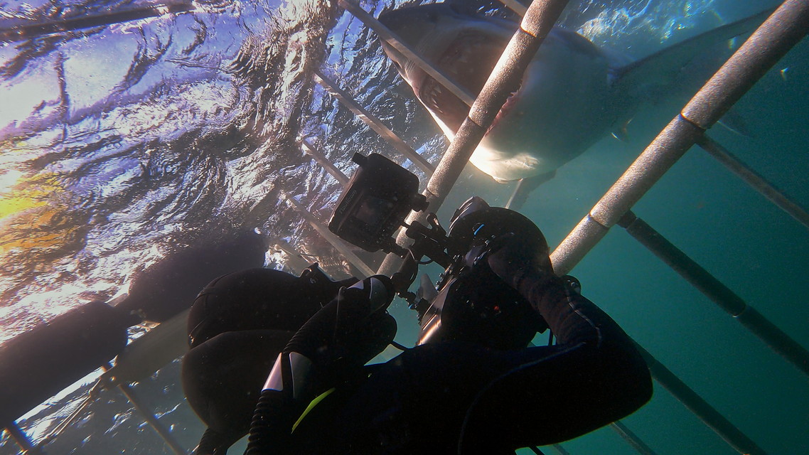 解明!カナダのホワイトシャーク