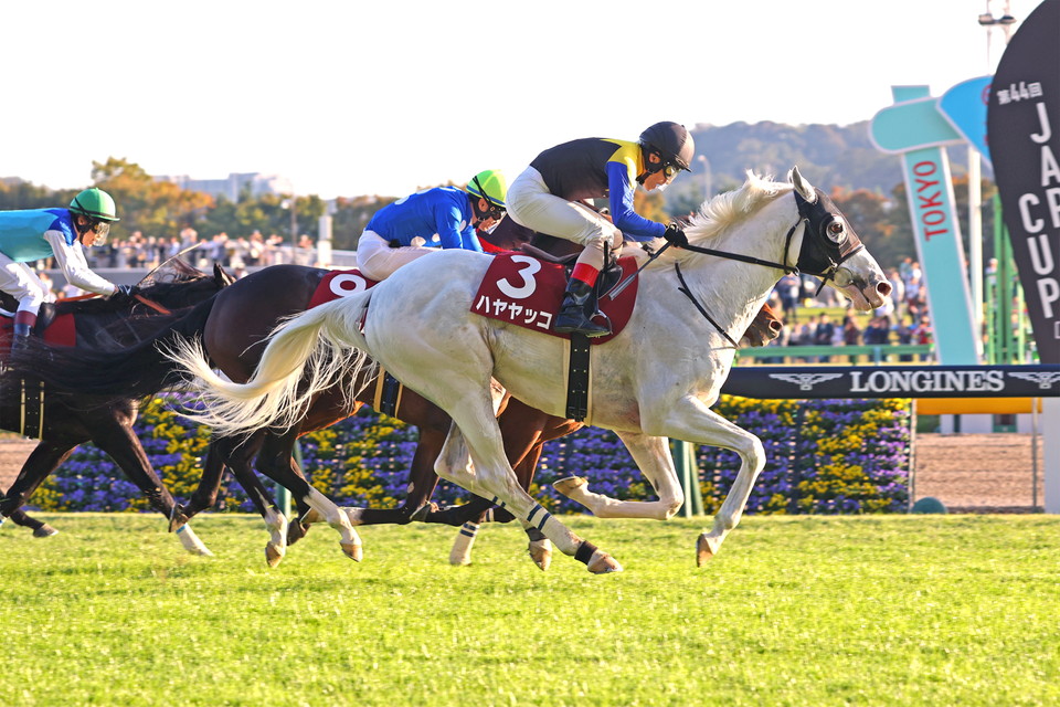 『中央競馬全レース中継/パドック中継』