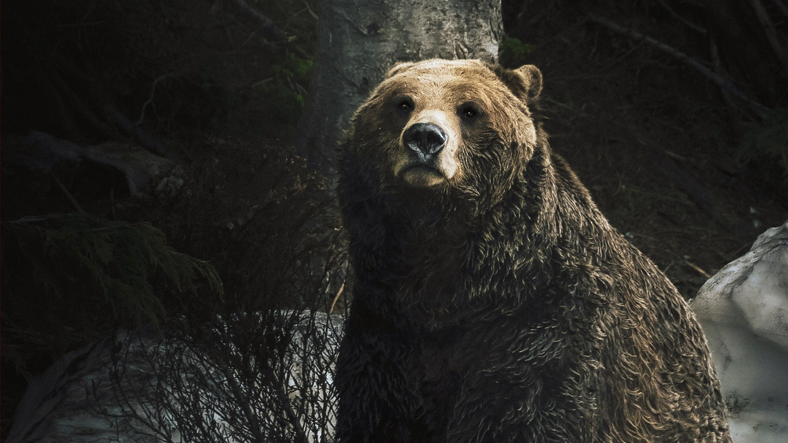 野生動物探検記 シーズン1