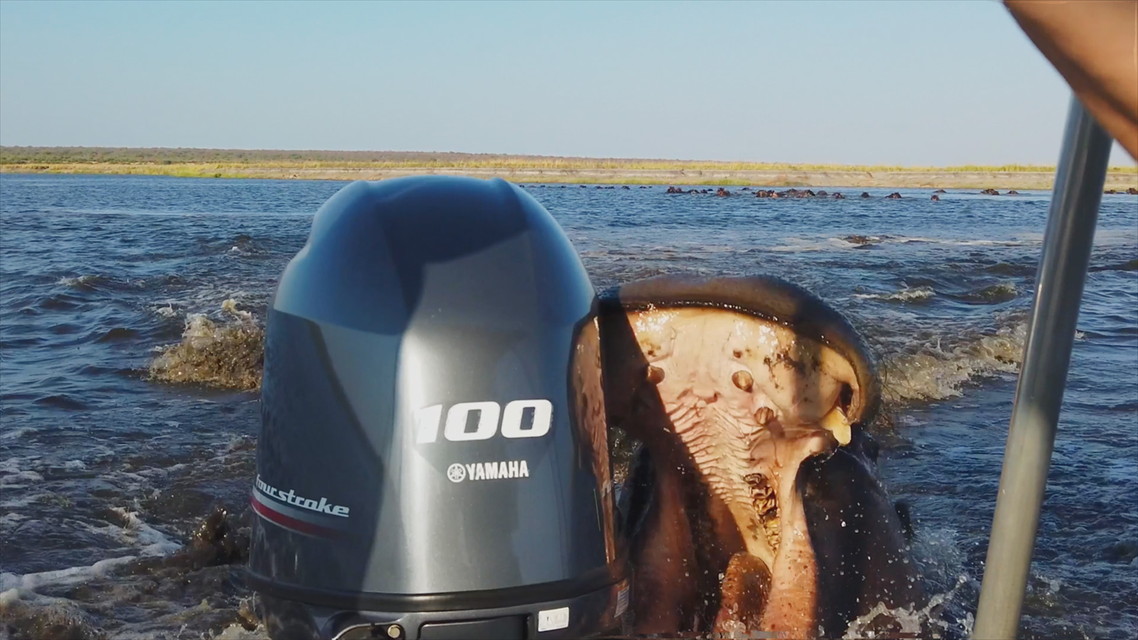 野生動物との遭遇