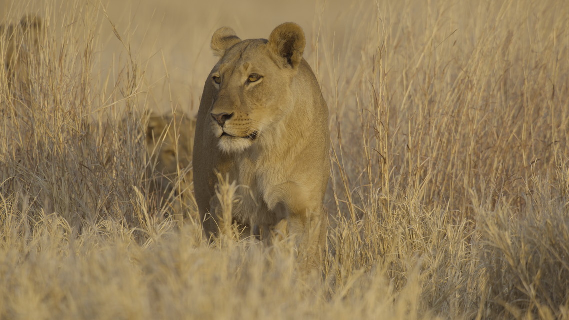命の継承者～野生の子育て戦略～