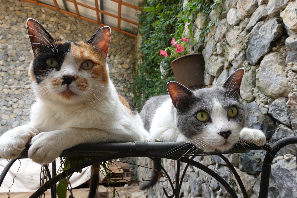 新・旅猫ロマン