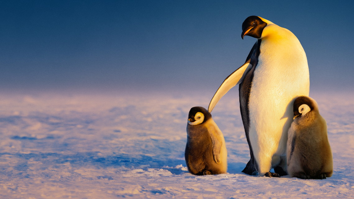 ペンギンのひみつ：過酷な世界を生きる術【日本語吹替版】