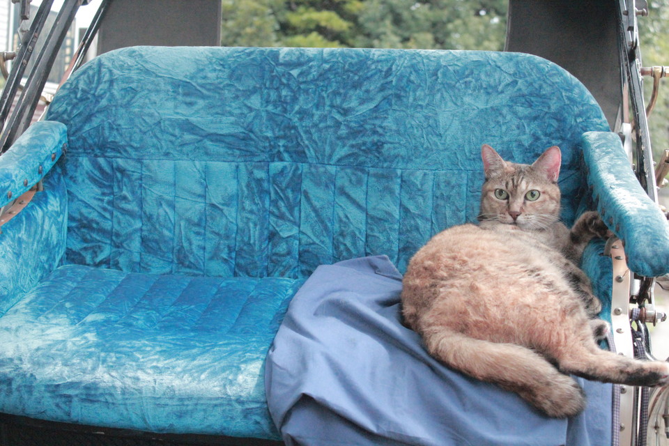 新・旅猫ロマン