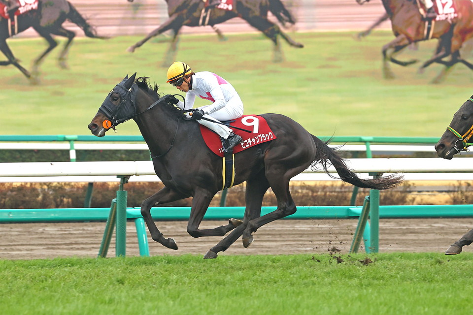 『中央競馬全レース中継／パドック中継』