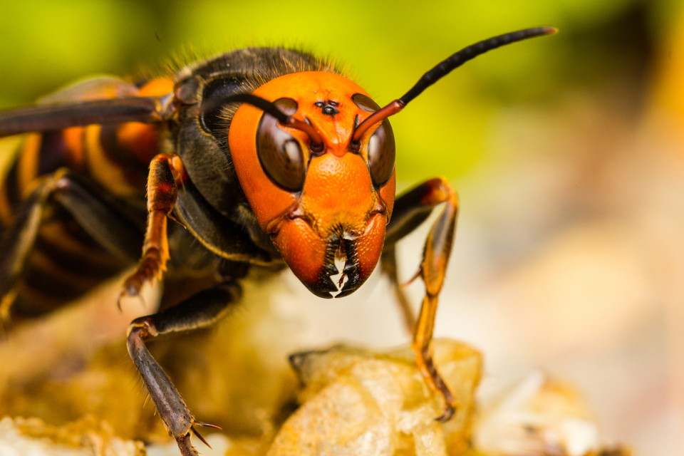 戦慄！殺人バチの巣窟