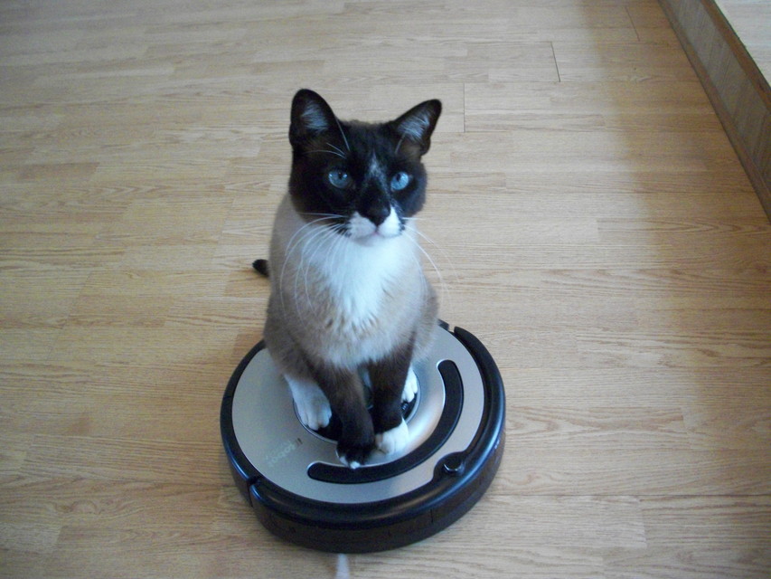 ねこまにあ シーズン3