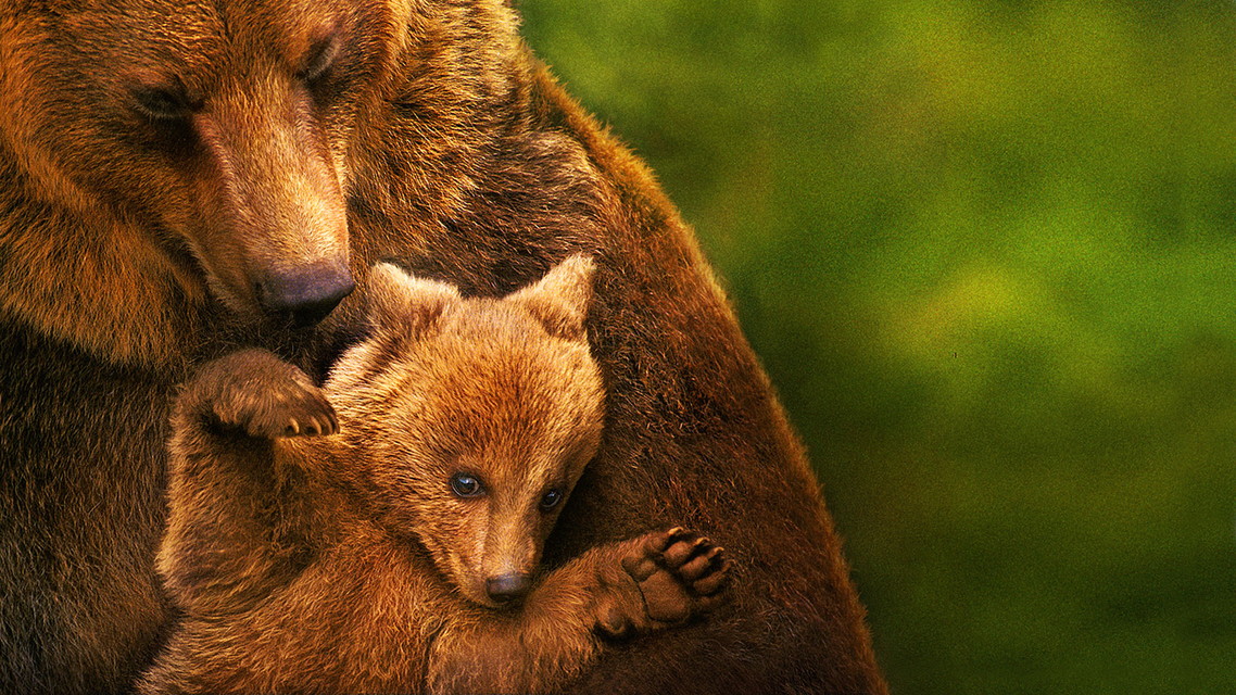 プレミア映画「ディズニーネイチャー／クマの親子の物語」