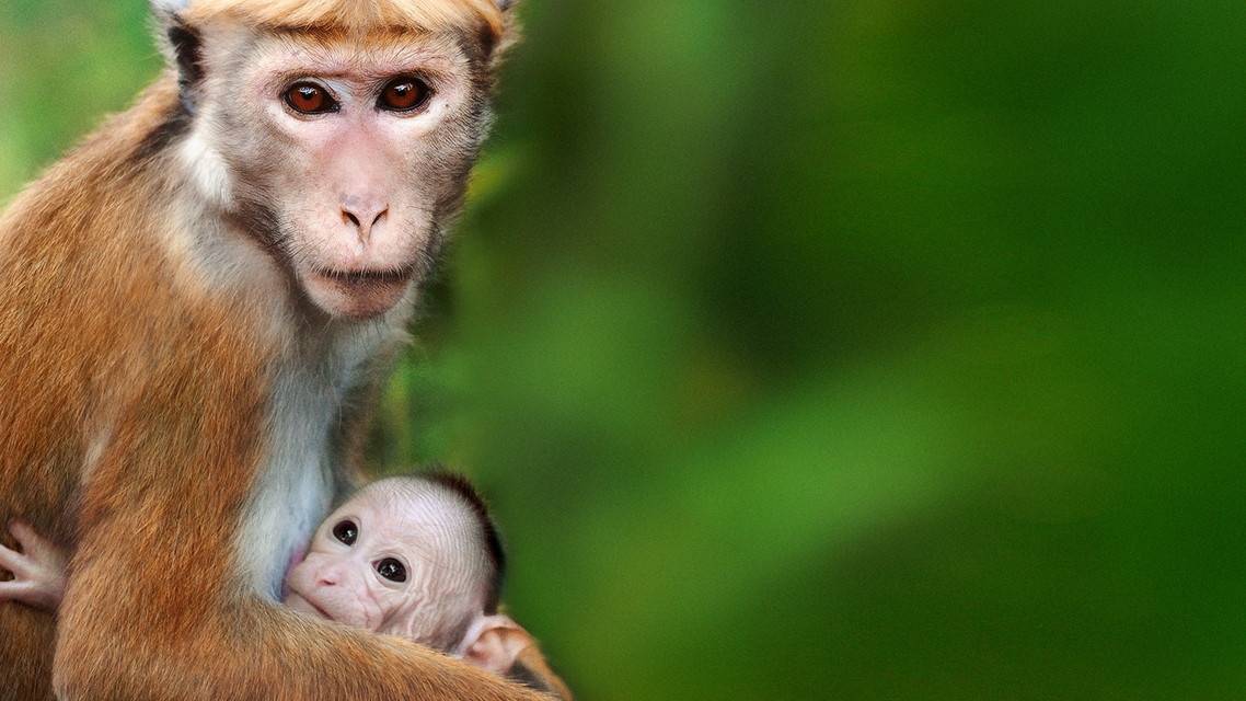 プレミア映画「ディズニーネイチャー／サルの王国とその掟」