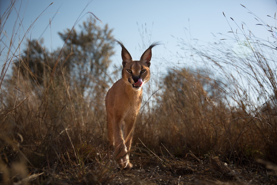 ワイルド・ジーニアス：戦略なくして明日(あす)は無し！
