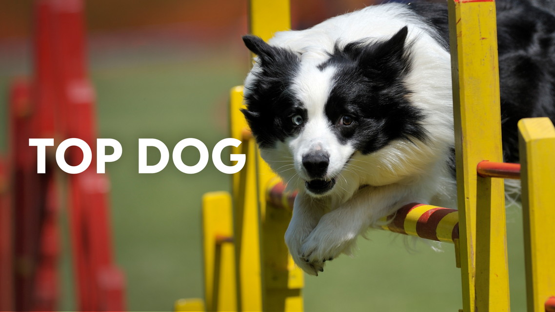 トップドッグ 最強わんこ決定戦 シーズン2