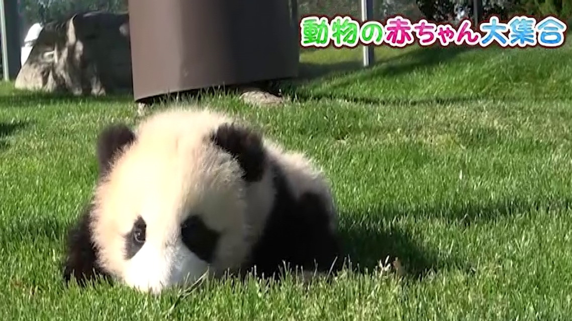 動物の赤ちゃん大集合！傑作選　　一挙放送