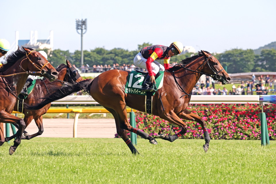 『中央競馬全レース中継／パドック中継』　