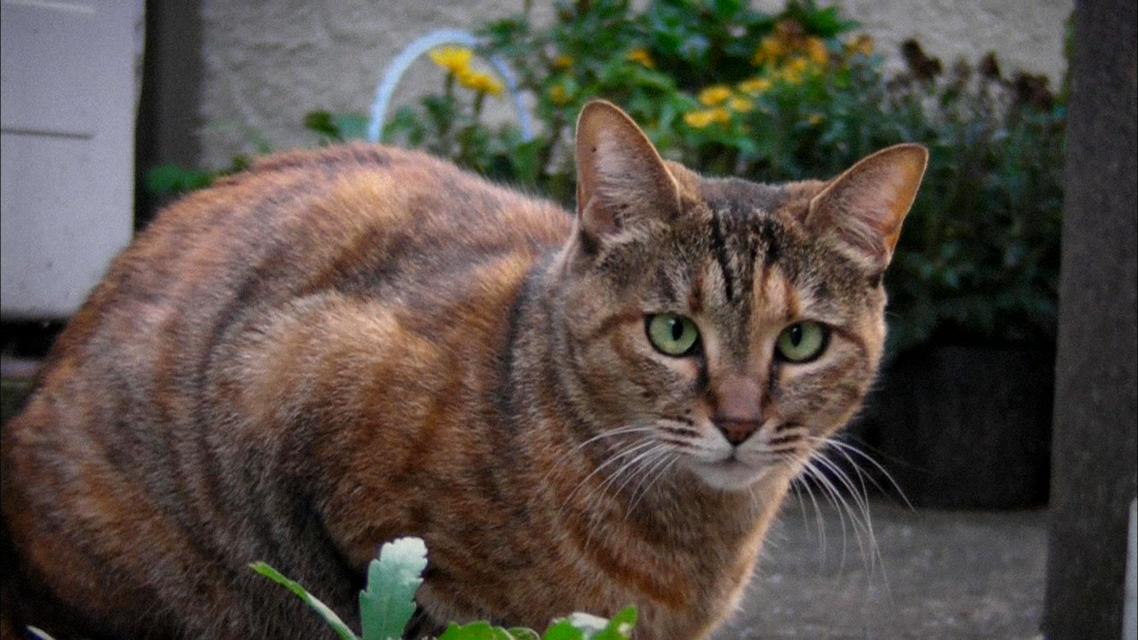 ねこものがたり