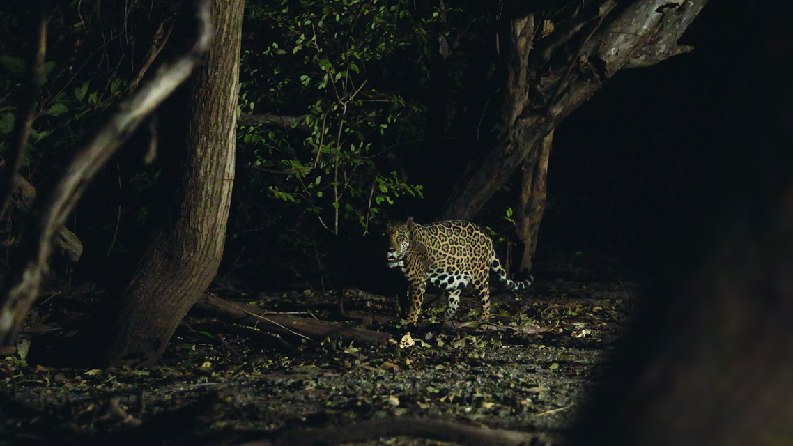 ジャガーとウミガメの物語：熱帯林の守護神