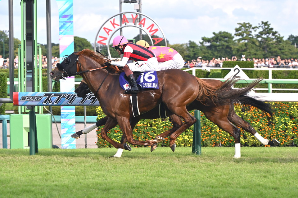 『中央競馬全レース中継／パドック中継』