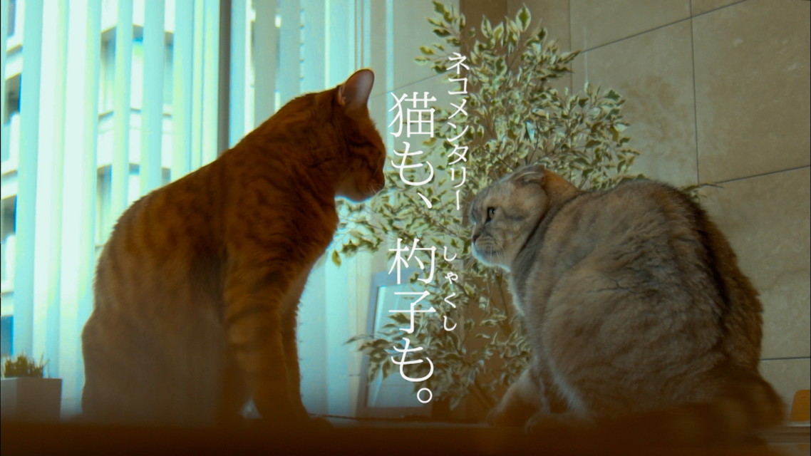 ネコメンタリー 猫も、杓子(しゃくし)も。