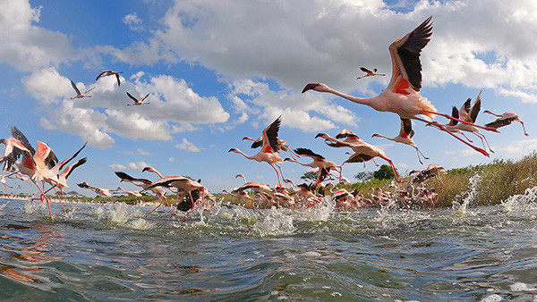 BBC超大作 セレンゲティ物語 シーズン3（新）