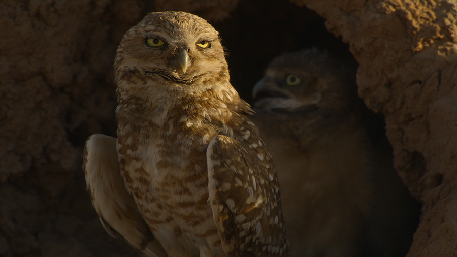 命の継承者～野生の子育て戦略～(新)