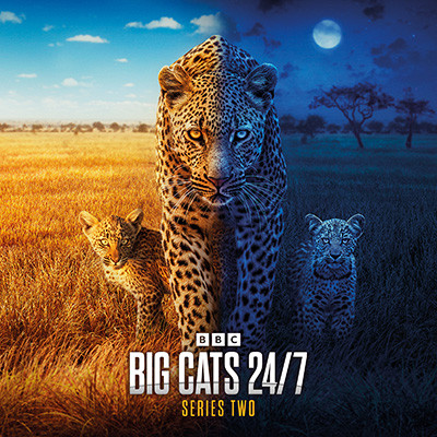 BBC超大作 ビッグキャット24時 シーズン2（新）