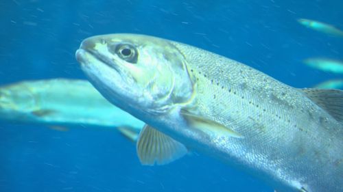 ZTV②湖魚の魅力を探る！～琵琶湖の宝石極上の天然ビワマスを求めて～