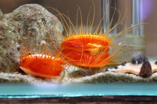 鳥羽水族館 もっと! 水の惑星紀行(2025年08月)