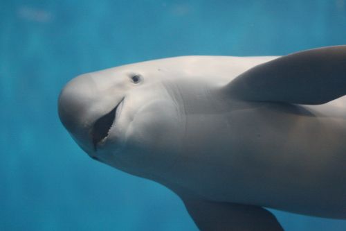 鳥羽水族館 もっと! 水の惑星紀行(2026年03月)